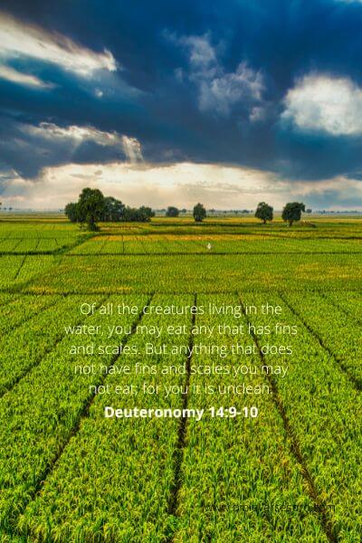 Deuteronomy 14-9-10 - Clean And Unclean Food.