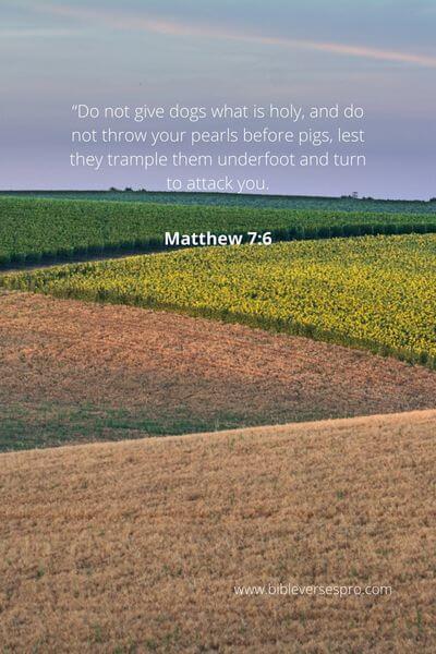 Matthew 7_6 - The Lesson Is To Not Waste Valuable Resources On Individuals Who Won'T Value Them