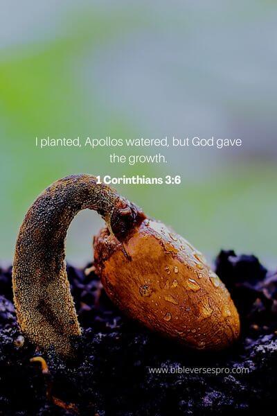 1 Corinthians 3_6