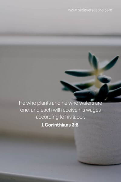 1 Corinthians 3_8 