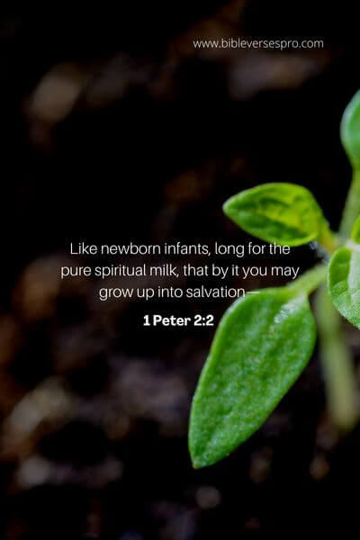 1 Peter 2_2 
