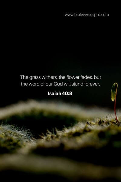 Isaiah 40_8 