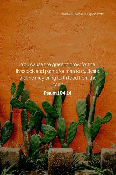 Psalm 104_14 