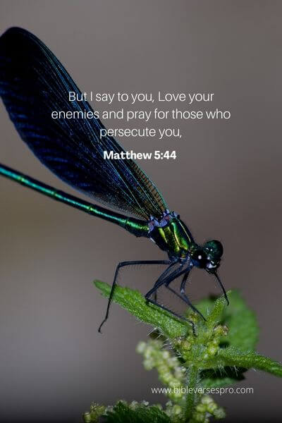 Matthew 5_44 