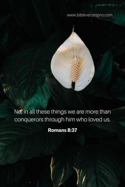 Romans 8_37
