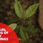 Spiritual Meaning of New Beginnings