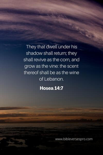 Hosea 14_7