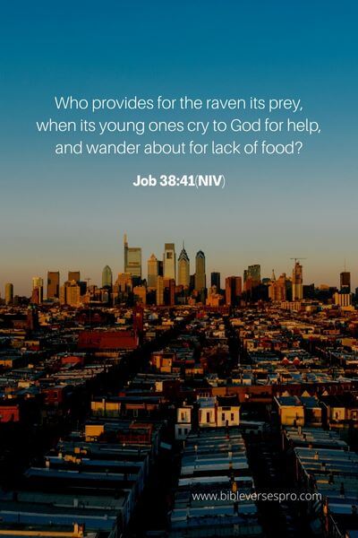Job 38_41(Niv)