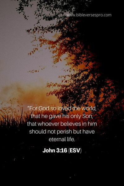 John 3_16 (ESV)