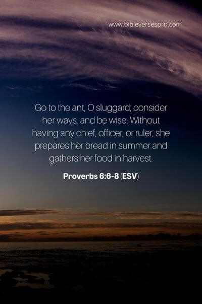 Proverbs 6_6-8 (Esv)