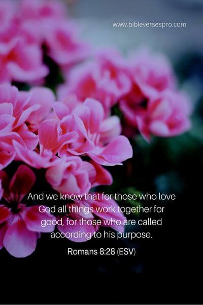 Romans 8_28 (ESV) 