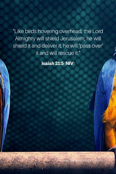 Isaiah 31_5 (NIV)