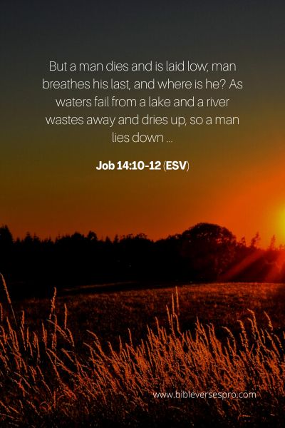 Job 14_10-12 (Esv)