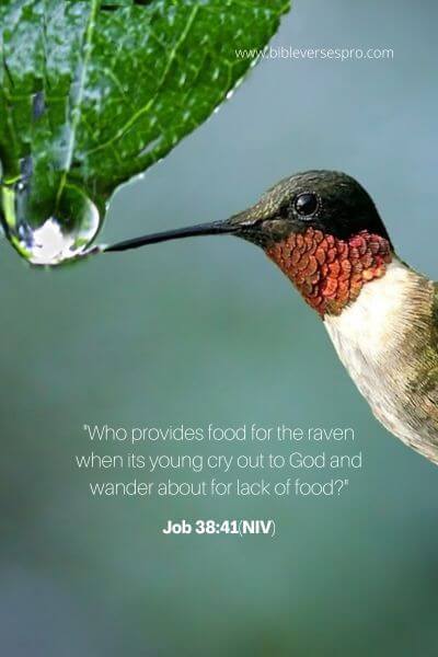 Job 38_41(NIV)