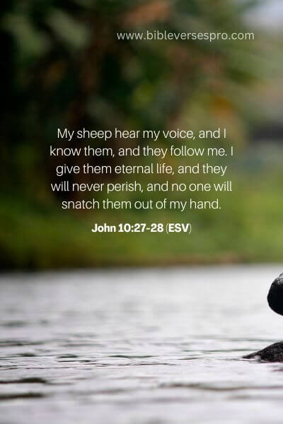 John 10_27-28 (ESV)
