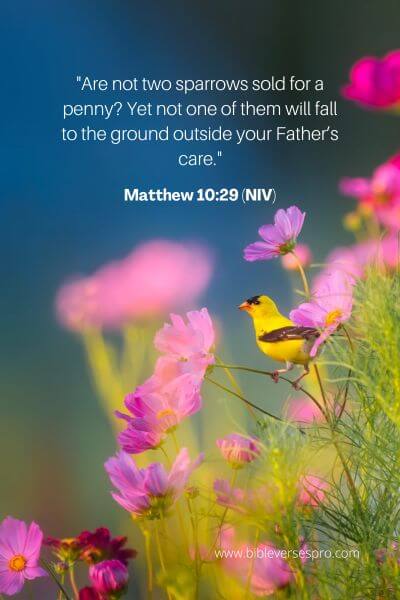 Matthew 10_29 (NIV)