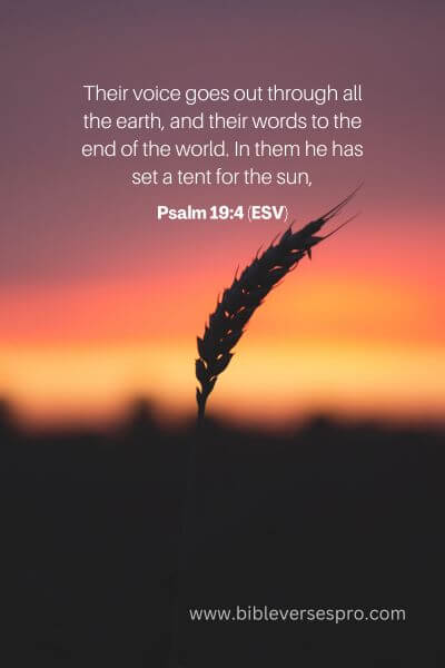 Psalm 19_4 (Esv)