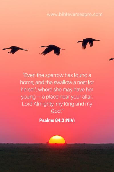 Psalms 84_3 (NIV)
