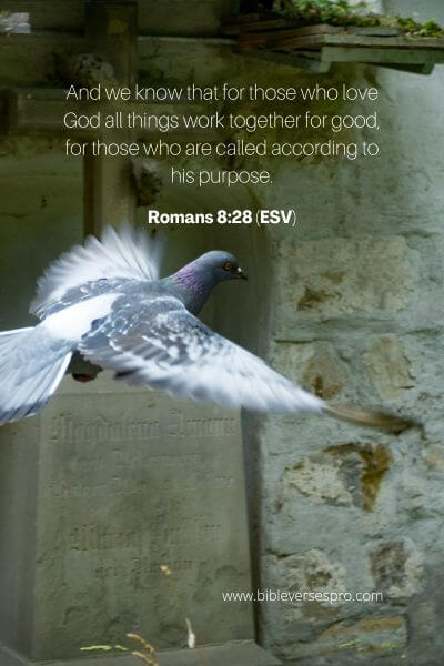 Romans 8_28 (ESV)