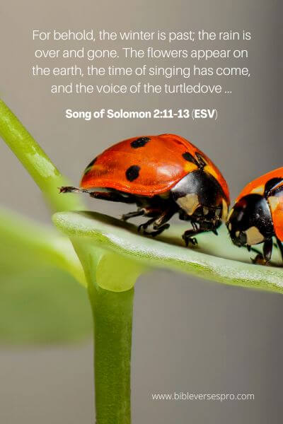 Song Of Solomon 2_11-13 (Esv)