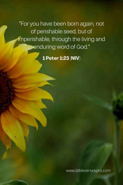 1 Peter 1_23 (NIV)