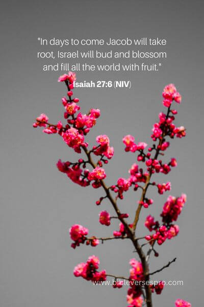 Isaiah 27_6 (NIV)