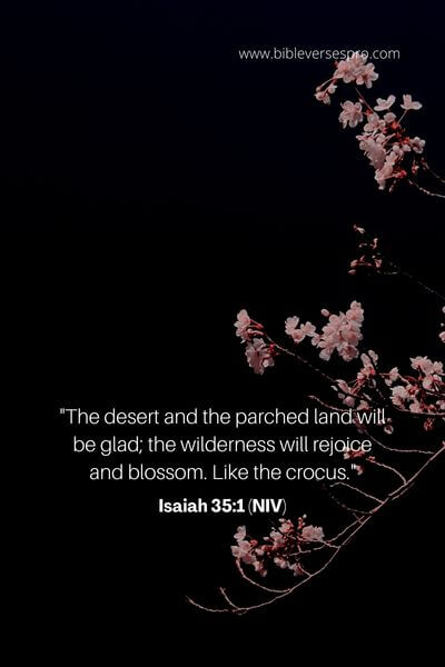 Isaiah 35_1 (NIV)