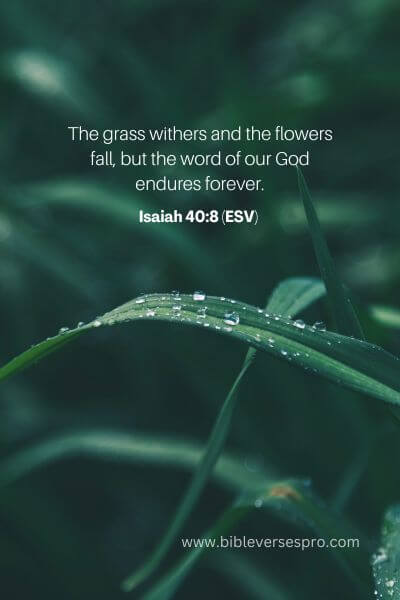 Isaiah 40_8 (Esv) 