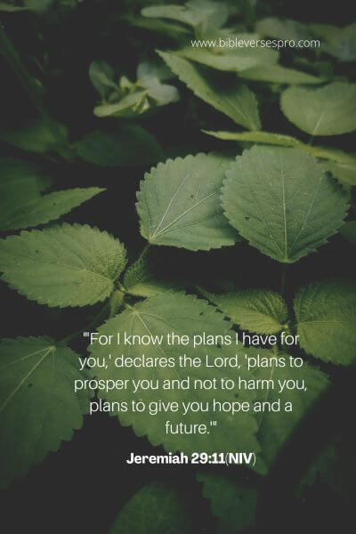 Jeremiah 29_11(Niv)