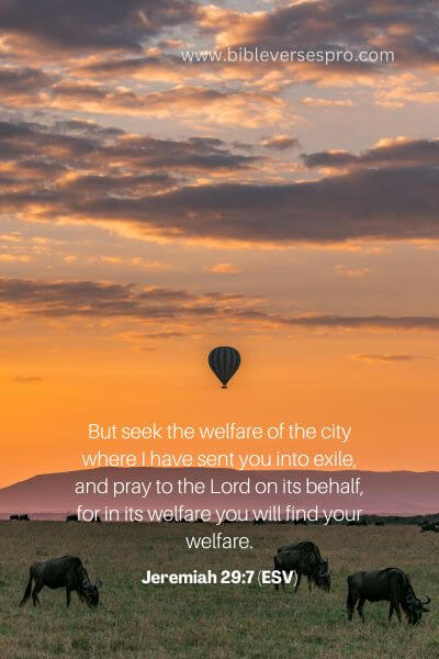Jeremiah 29_7 (Esv)