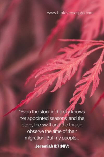 Jeremiah 8_7 (Niv)