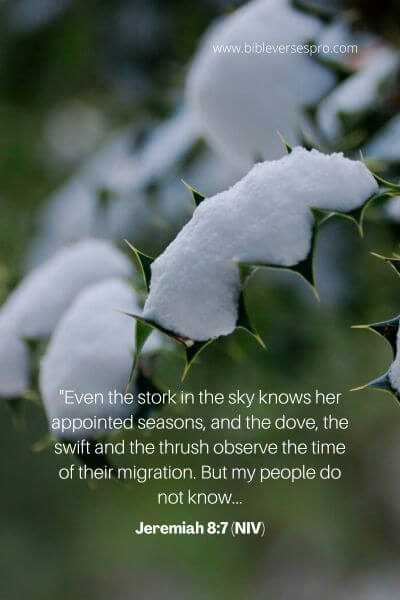 Jeremiah 8_7 (NIV)