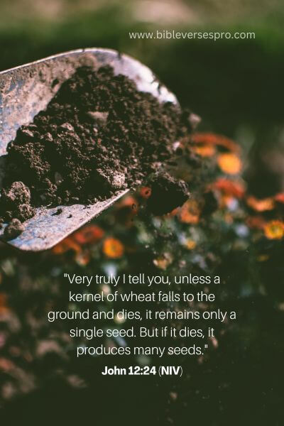John 12_24 (NIV)