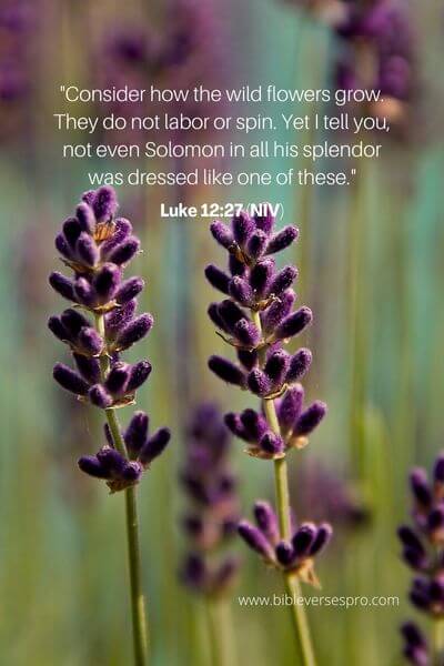 Luke 12_27 (NIV)