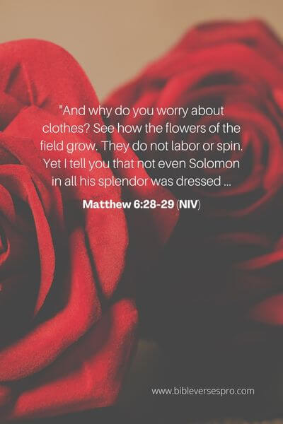 Matthew 6_28-29 (Niv)