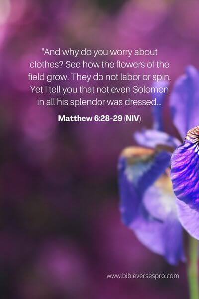 Matthew 6_28-29 (NIV)