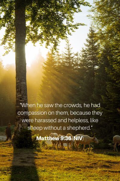 Matthew 9_36 (Niv)