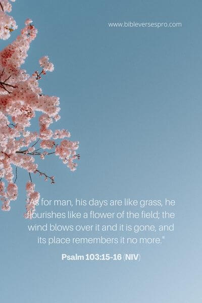 Psalm 103_15-16 (NIV)