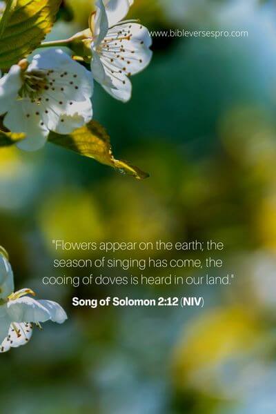 Song of Solomon 2_12 (NIV)