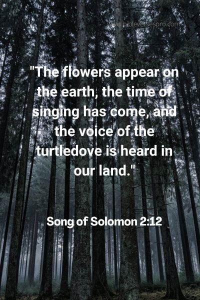 Bible Verse About Blossom